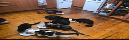 Mixed Breed cats for sale: Free to a good home - Advert 2