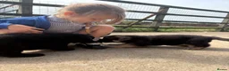 German Shepherd dogs for sale: Gorgeous  Home Bred German Shepherd Girls - Advert 23