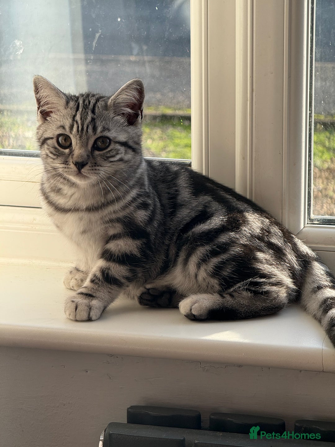 British Shorthair cats for sale: Two stunning loving black silver tabby BSH females - Advert 3