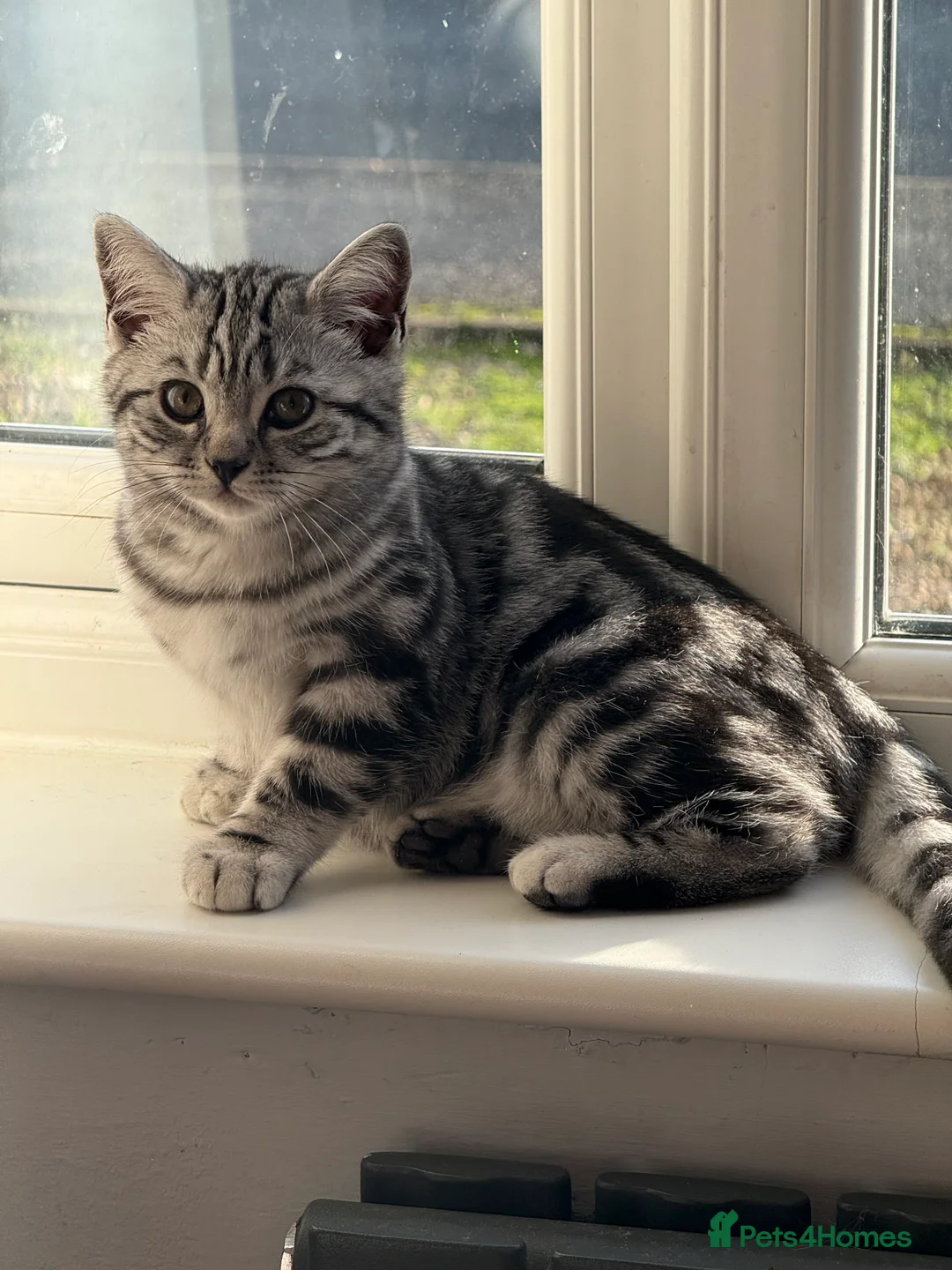 British Shorthair cats for sale: Two stunning loving black silver tabby BSH females - Advert 3