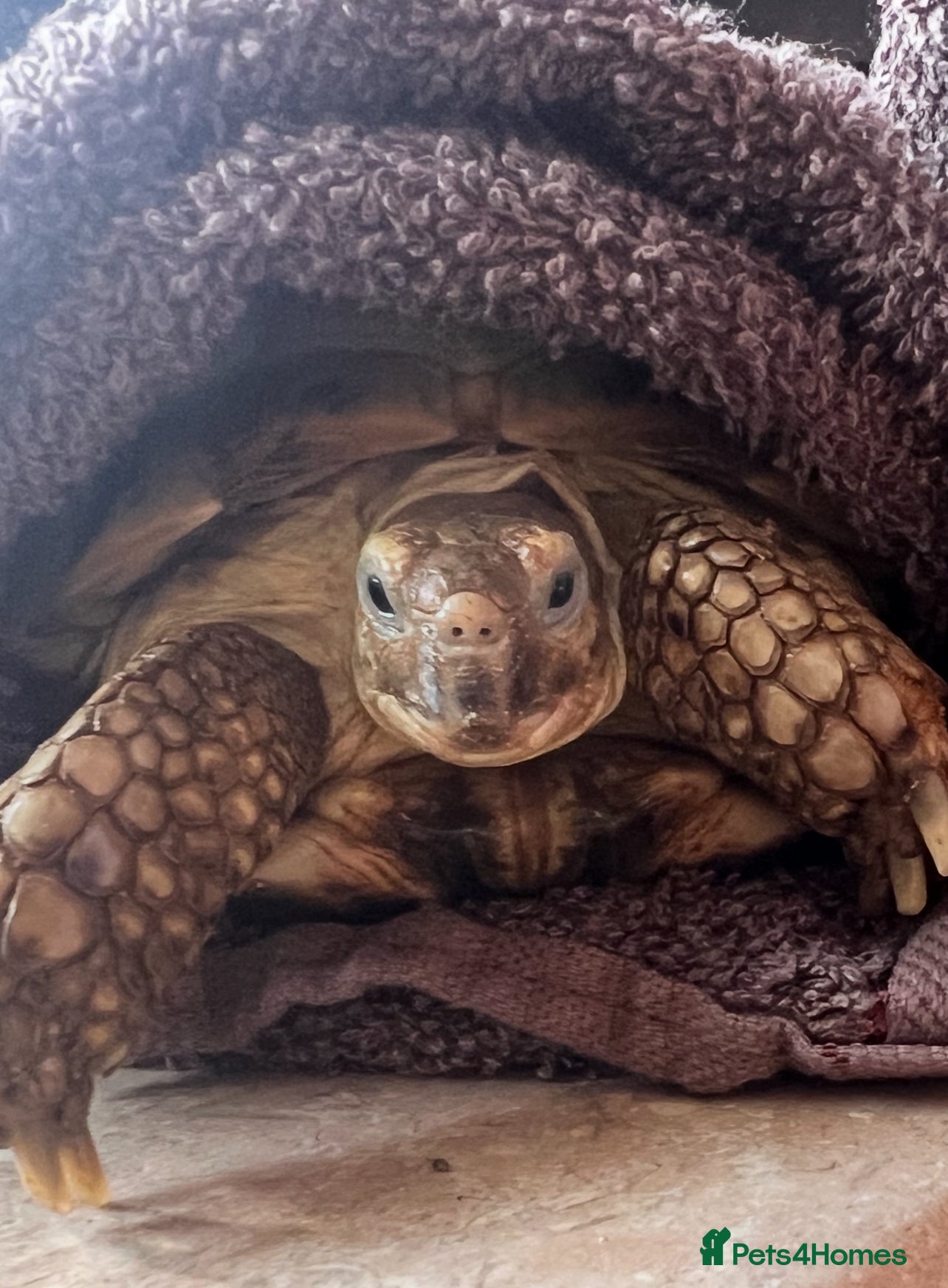 Tortoise reptiles Horsefield Tortoise  - Advert 1