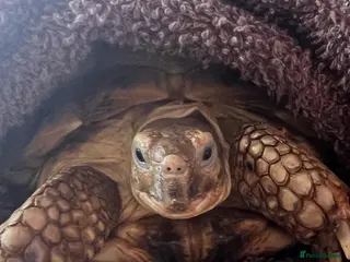 Tortoise reptiles Horsefield Tortoise - Advert 1