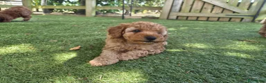 Toy Poodle 5