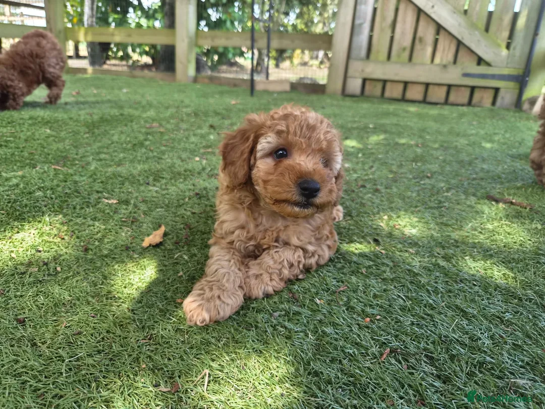 Toy Poodle dogs for sale: Red toy poodle puppies for sale - Advert 2