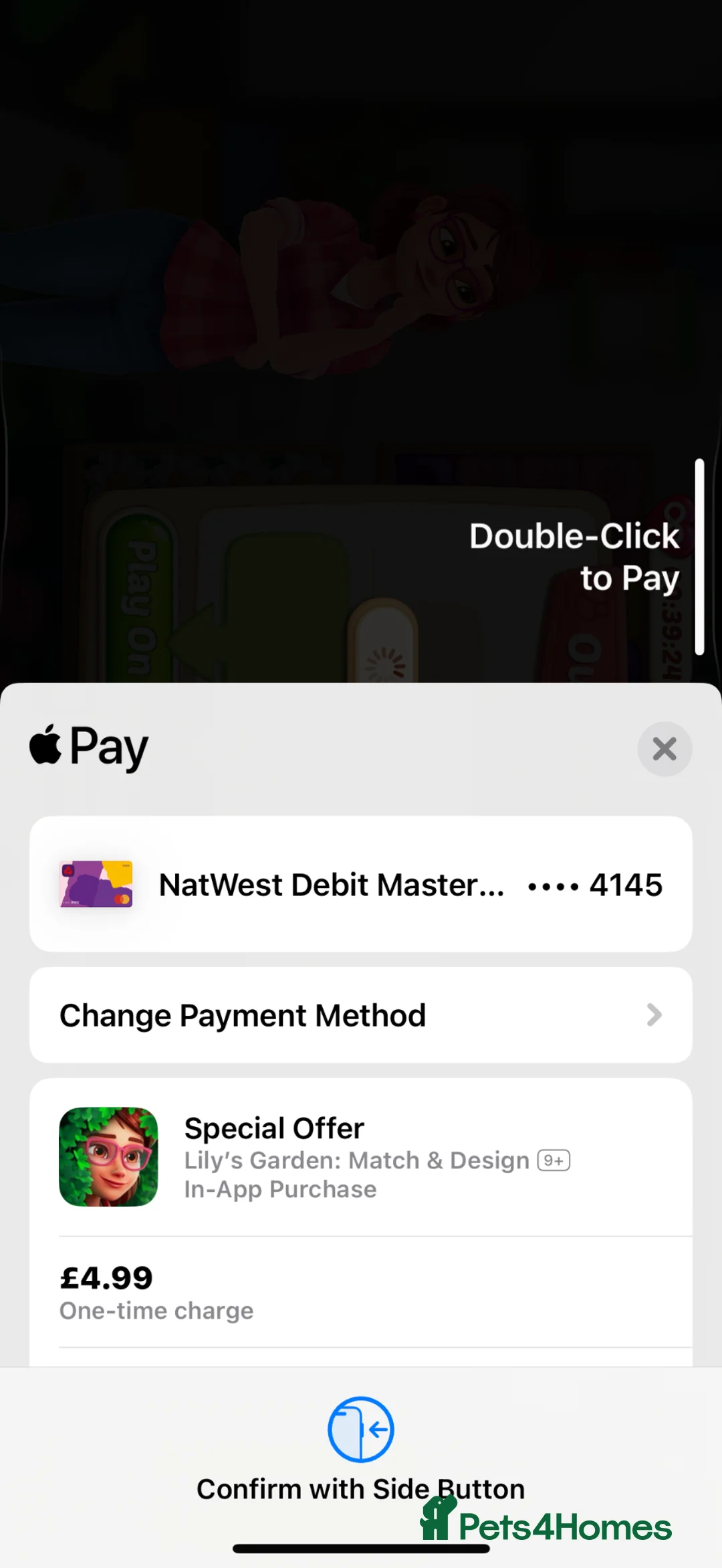 Mixed Breed cats for sale: Scooby Snack - Advert 2