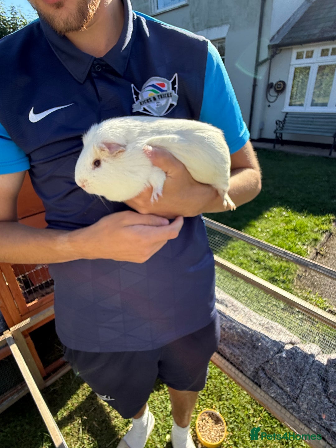 Guinea Pig rodents for sale: Two male guinea pigs  - Image 7