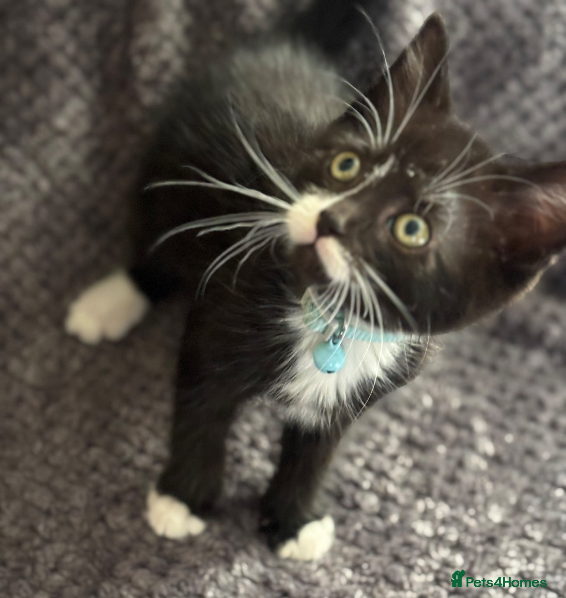 Mixed Breed cats Playful kittens  - Advert 14