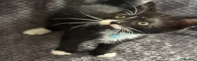 Mixed Breed Kitten 1