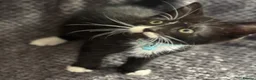 Mixed Breed cats for sale: Playful kittens  in Ipswich - Advert 1