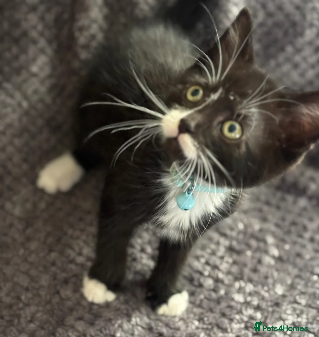Mixed Breed cats for sale: Playful kittens  in Ipswich - Advert 1