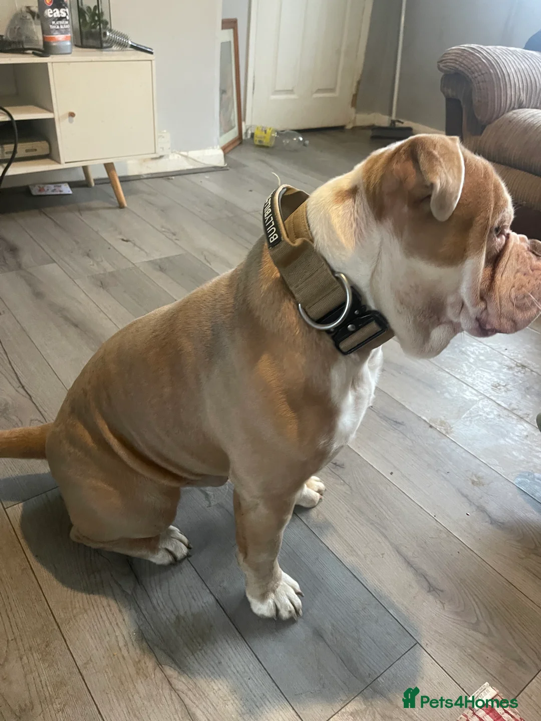 Olde English Bulldogge dogs for sale: Old English bulldog - Advert 2