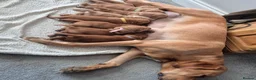 Labrador Retriever dogs for sale: Labrador  in Northallerton - Advert 18