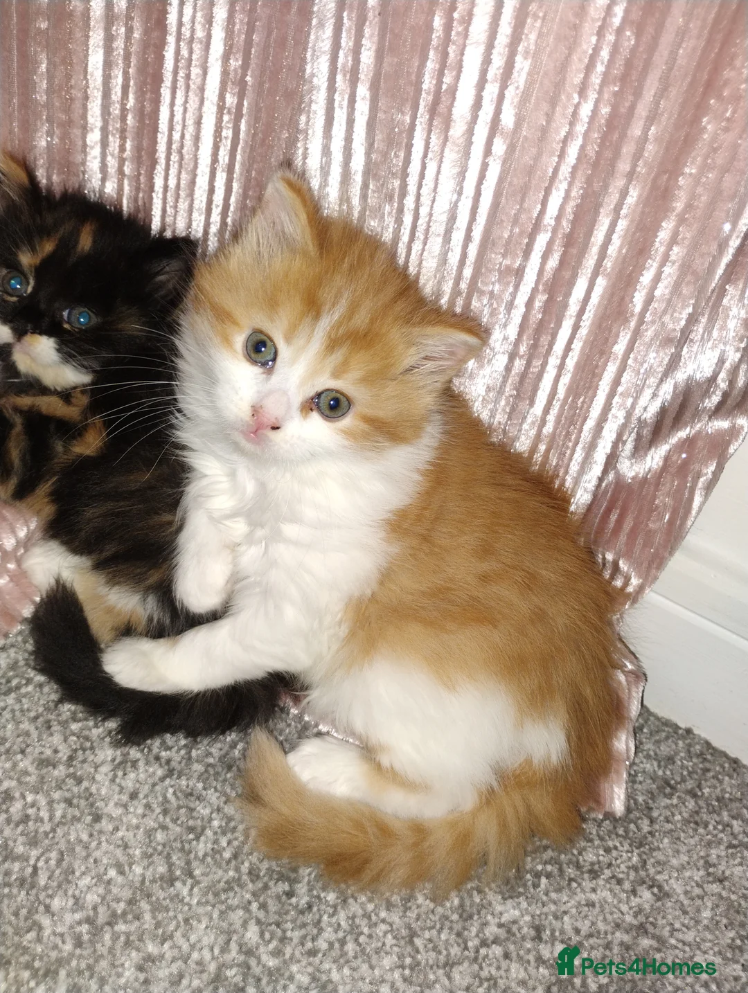 Mixed Breed cats for sale: Two beautiful kittens  - Advert 1