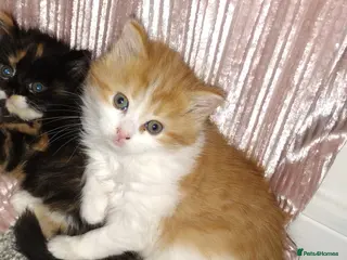 Mixed Breed cats Two beautiful kittens - Advert 1