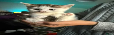 White tabby female