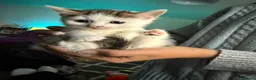 Mixed Breed cats for sale: Beautiful kittens mixed with ragdoll - Advert 29