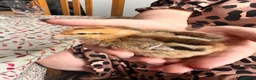 Chickens poultry for sale: Brahma,buff Orbington chick,Sebastopol Gosling and - Advert 2