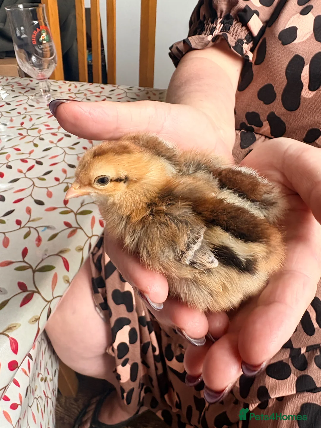 Chickens poultry for sale: Brahma,buff Orbington chick,Sebastopol Gosling and - Advert 2