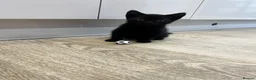 Mixed Breed cats for sale: Two Lovely Black Boy Kittens – 10 Weeks Old 🐈‍⬛ in Leeds - Advert 7