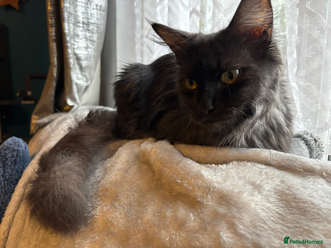 Ragcoon cats for sale: Beautiful Ragcoons in Ringwood - Advert 2