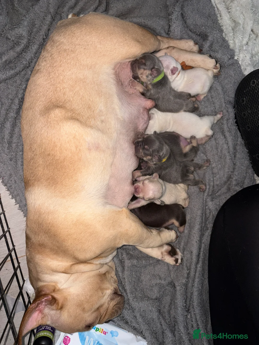 French Bulldog dogs for sale: 7 French Bulldogs - Advert 1