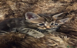 Mixed Breed cats for sale: 5 Adorable Kittens Ready for New Homes! - Image 21