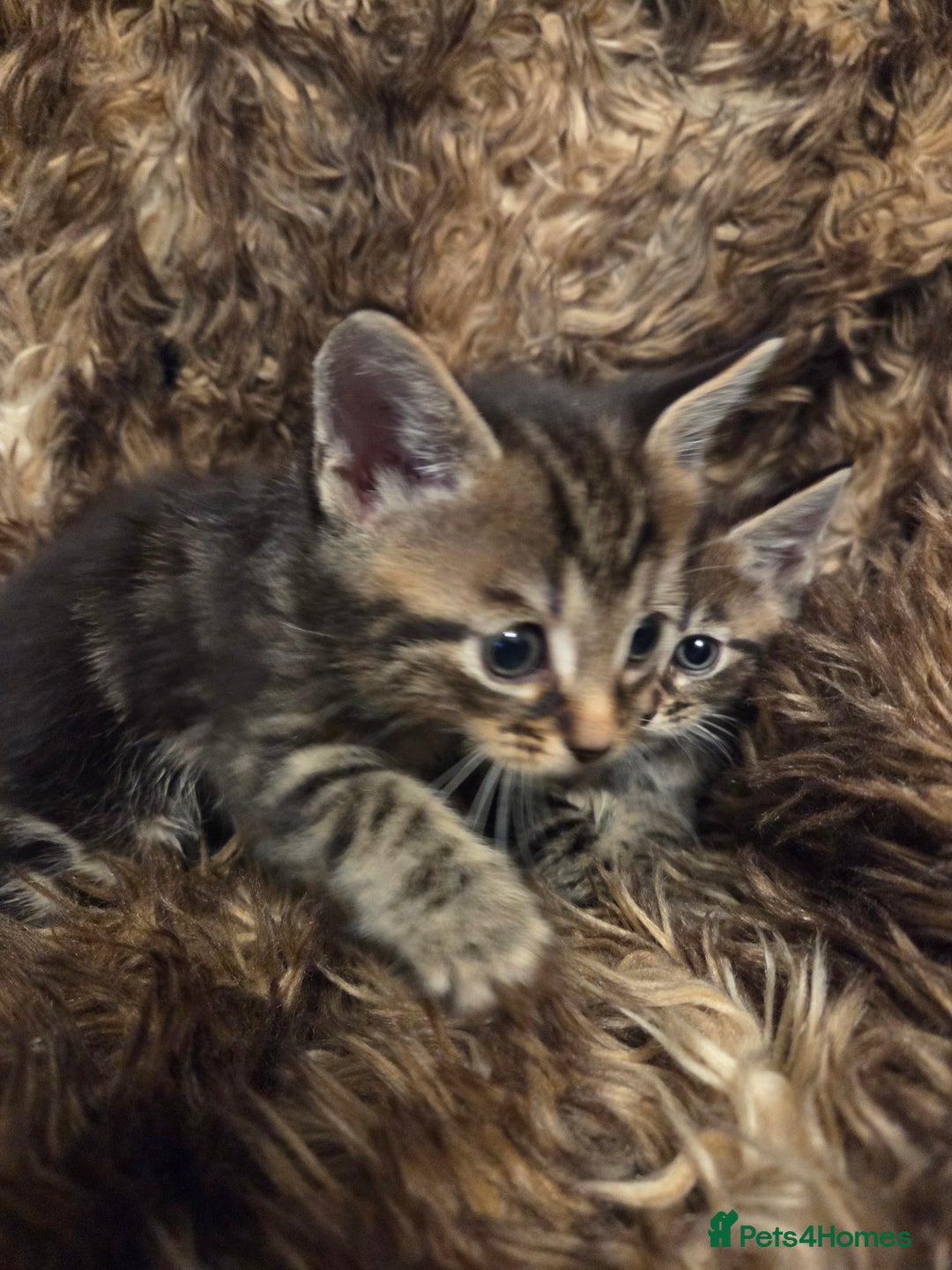 Mixed Breed cats for sale: 5 Adorable Kittens Ready for New Homes! - Image 21