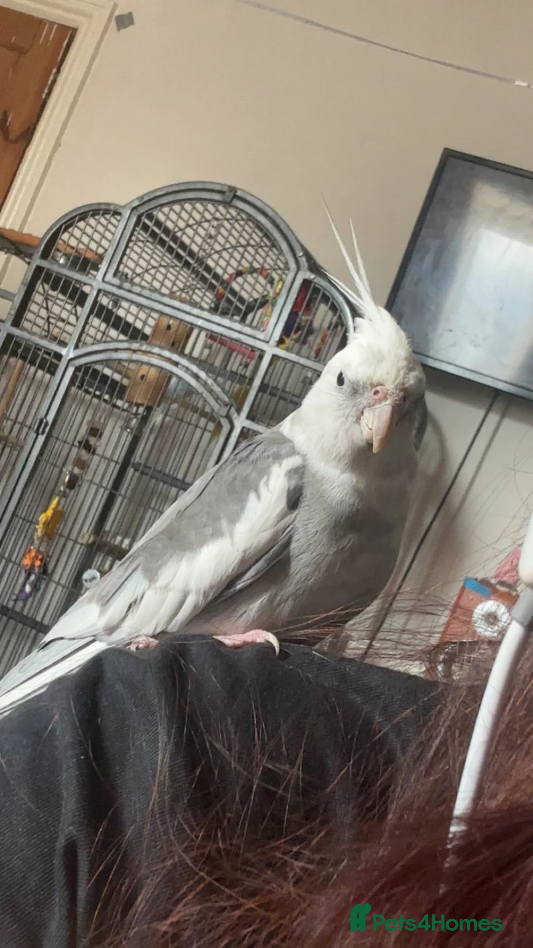 Cockatiels birds for sale: Hand reared cockatiel in Rhyl - Advert 1