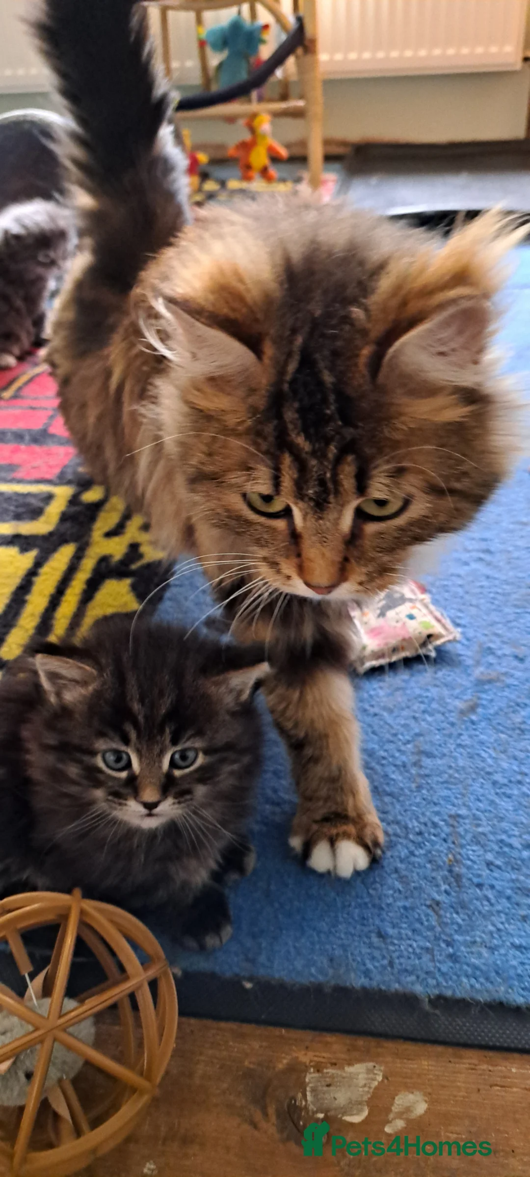Siberian cats for sale: Pedigree healthtested Classic Siberian litter - Advert 2