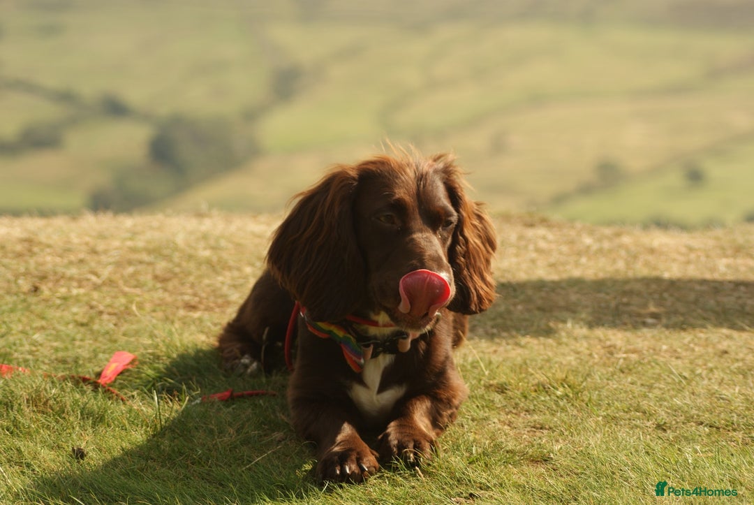 Mixed Breed dogs for sale: Lilly dachshund cocker spaniel  - Image 3