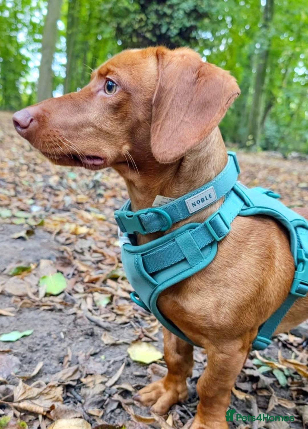 Mixed Breed dogs for sale: Lennie  - Advert 4