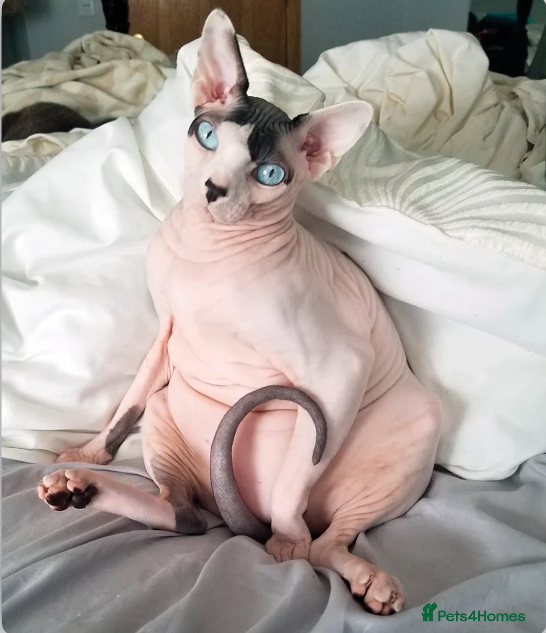 Sphynx cats for sale: Kitten/cat wanted  - Image 2