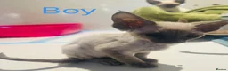 Devon Rex cats for sale: Kittens ready for sale  in Spalding - Advert 6