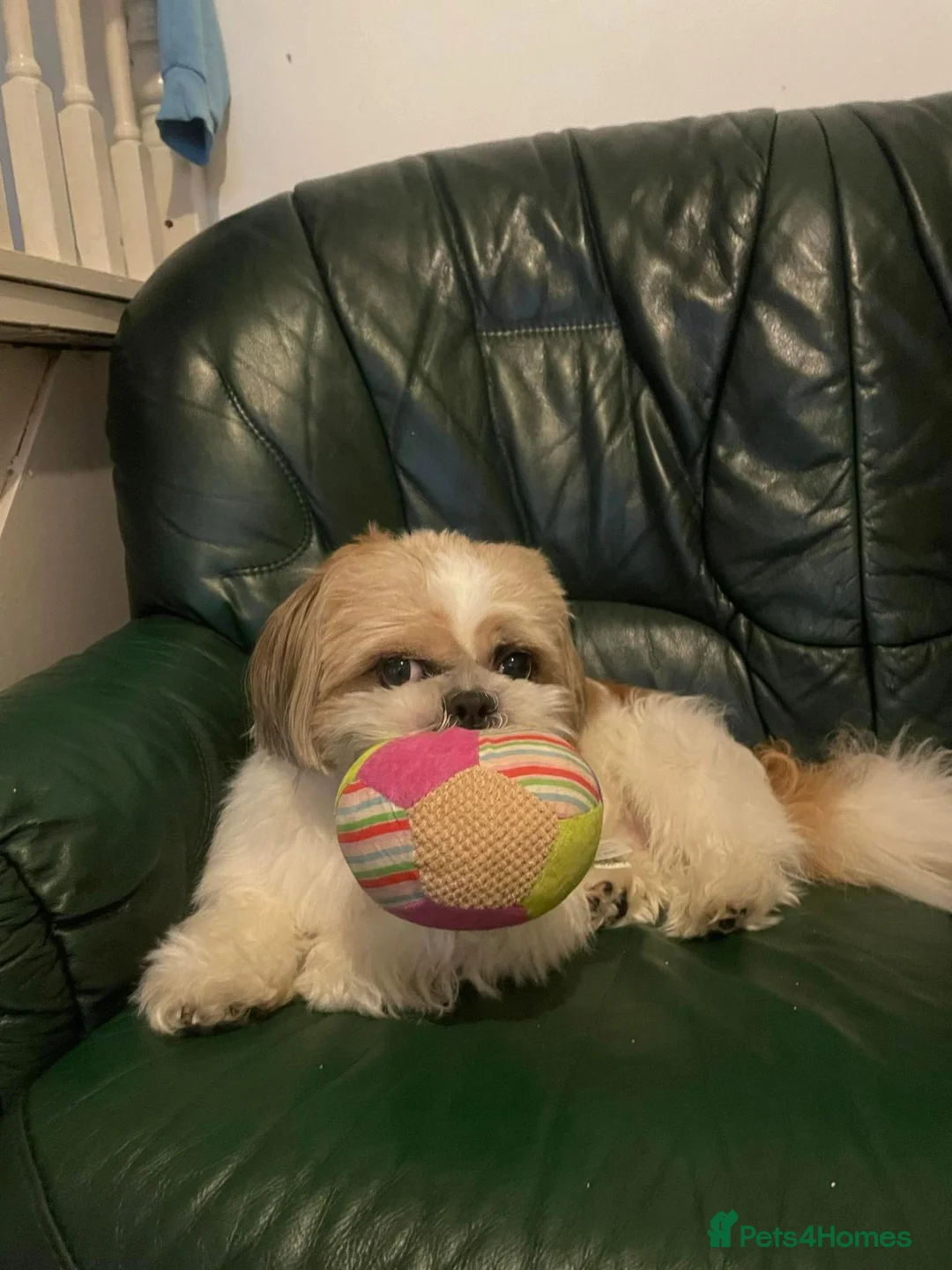 Shih Tzu dogs for stud: Male Shih Tzu Available for Stud  - Advert 2