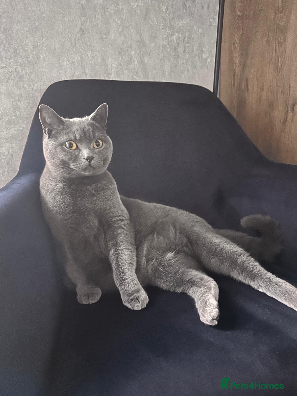 British Shorthair cats Grey British Shorthair 3yrs old  - Advert 4