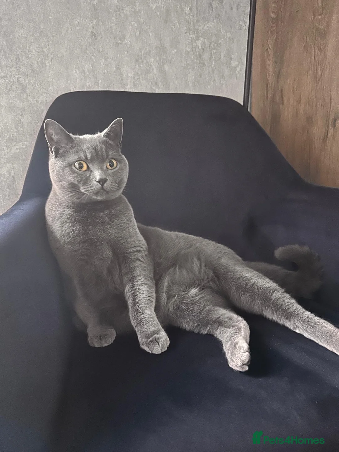 British Shorthair cats for sale: Grey British Shorthair 3yrs old  - Advert 1