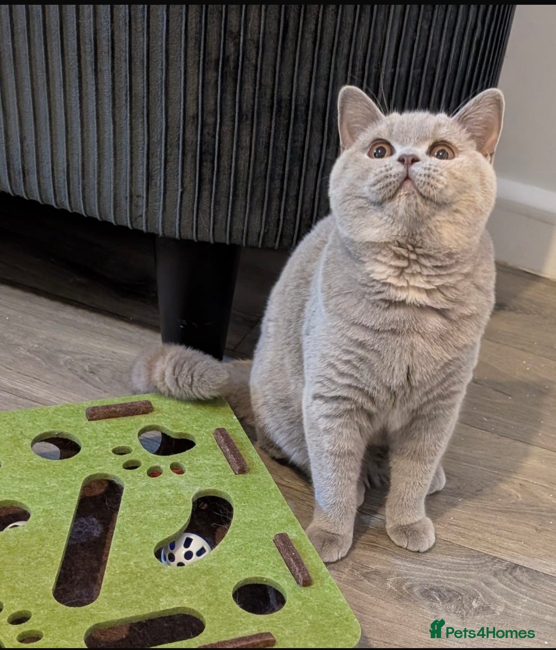 British Shorthair cats for sale: Active Gccf and Tica lilac tortie girl  - Advert 2