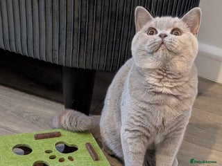 British Shorthair cats Active Gccf and Tica lilac tortie girl - Advert 1