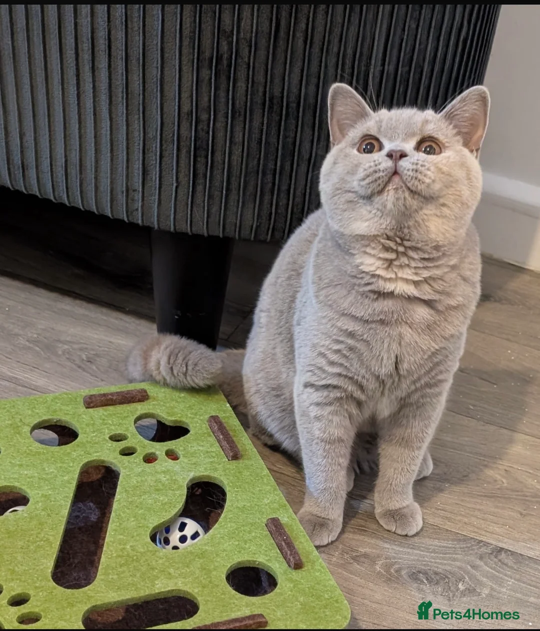 British Shorthair cats for sale: Active Gccf and Tica lilac tortie girl  - Advert 3