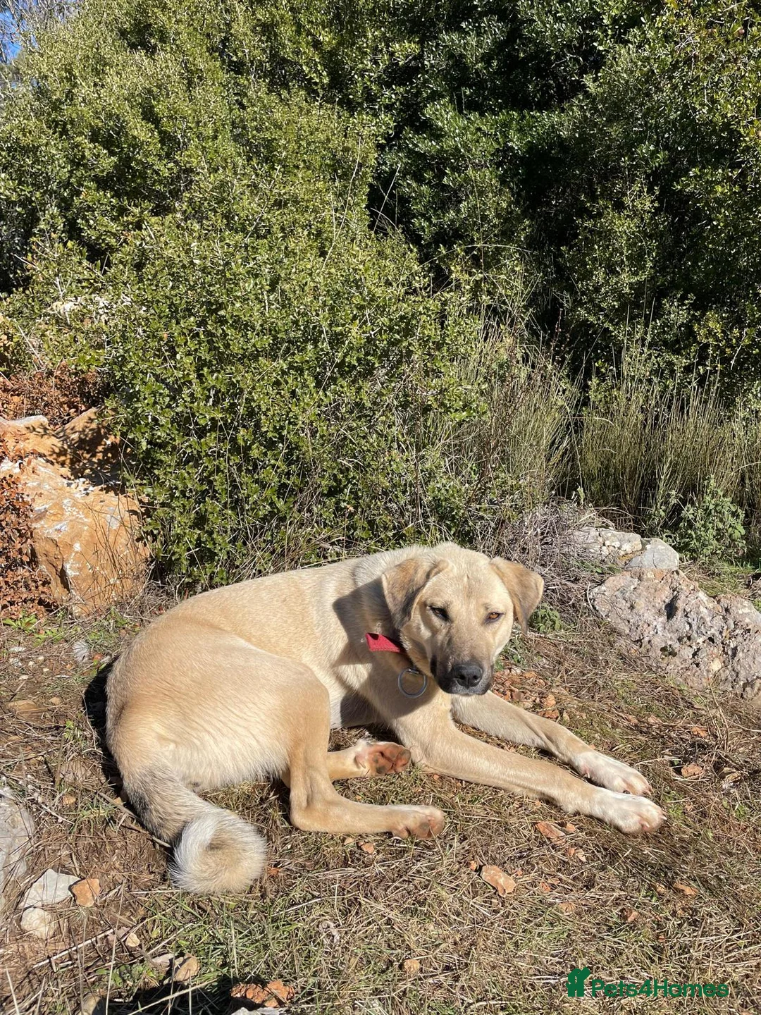 Anatolian Shepherd dogs for adoption: Ekmek(Bread) Anatolian Shepherd Looking for a Home - Advert 3