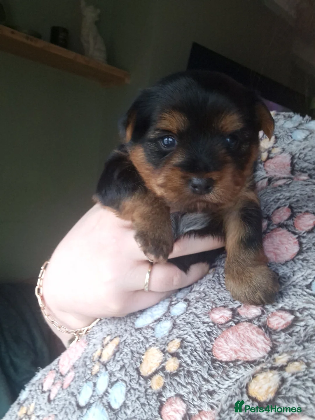 Yorkshire Terrier dogs for sale: Beautiful yorkshire terrier puppies for sale  - Advert 5