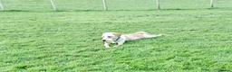 Labrador Retriever dogs for sale: RONNIE - Advert 14