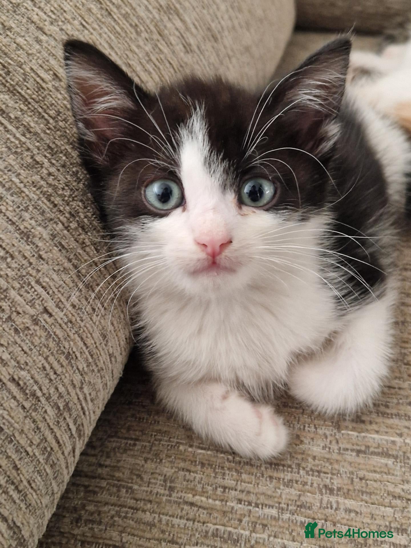 Mixed Breed cats 3 beautiful kittens left!ready for new homes - Advert 2