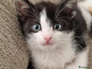 Mixed Breed cats 3 beautiful kittens left!ready for new homes - Advert 2