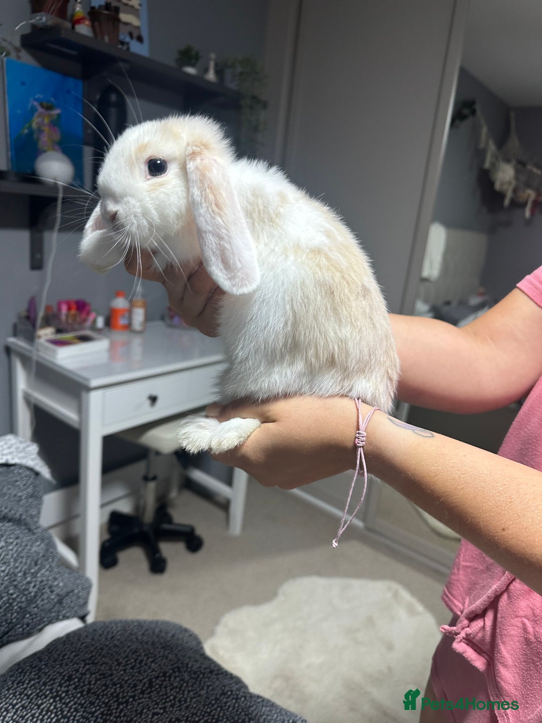 Mini Lop rabbits for sale: Mini dwarf lop rabbit  - Image 4