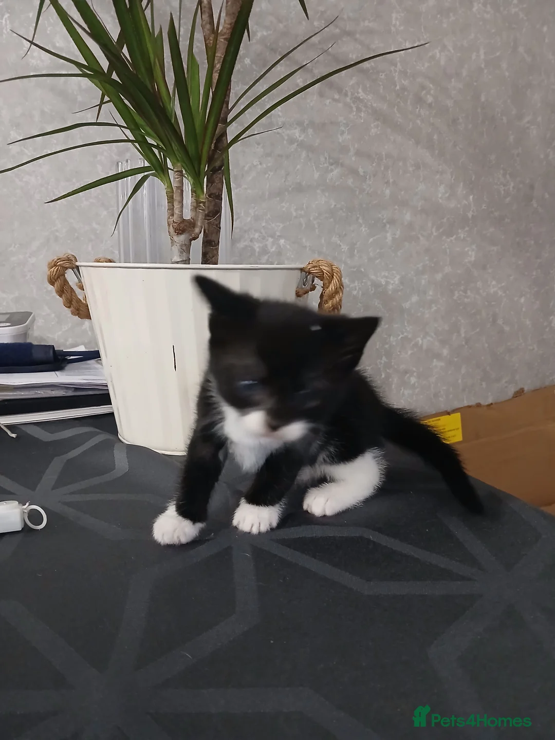 Mixed Breed cats for sale: 4 cute kittens for sale - Advert 10