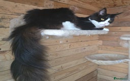 Maine Coon cats for sale: Maine Coon Kittens Silver Imported Shaded Lines - Image 27