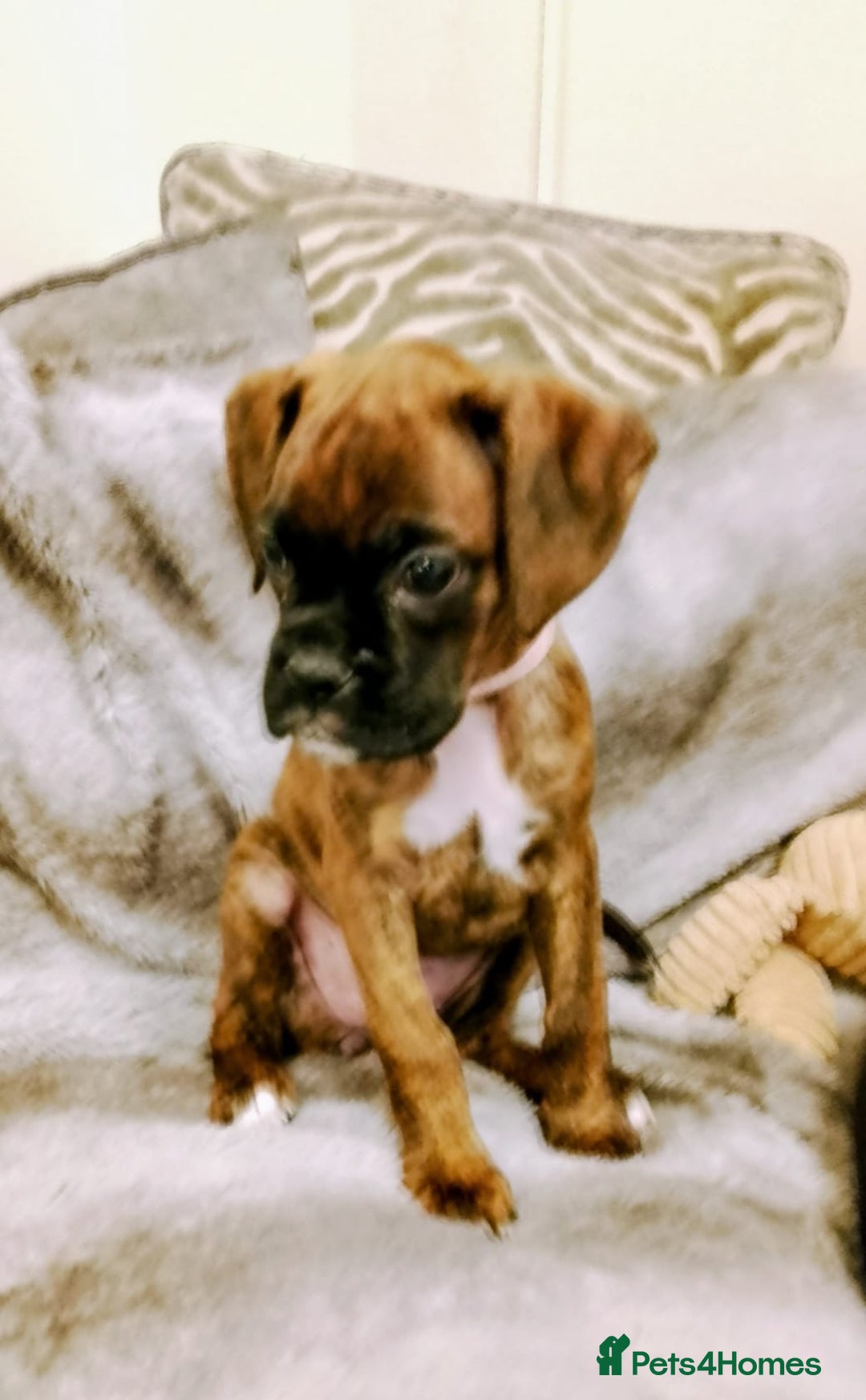 Boxer dogs for sale: Boxer Puppies  - Advert 31