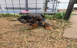 Miniature Dachshund dogs for sale: KC Miniature Dachshund Pups  - Image 35