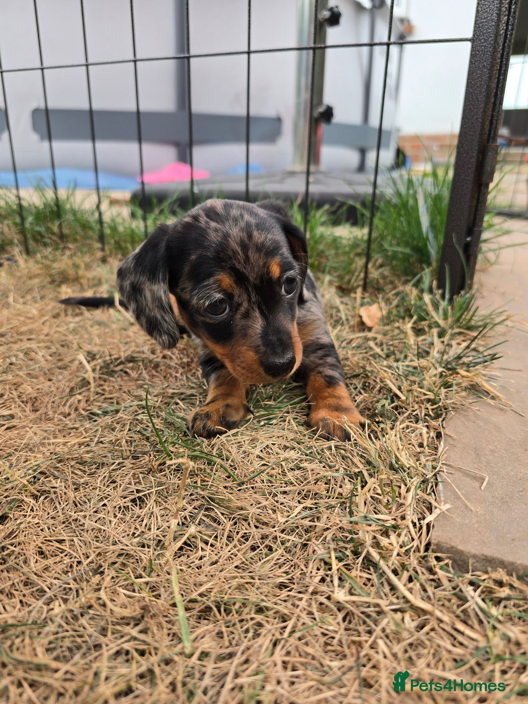 Miniature Dachshund dogs for sale: KC Miniature Dachshund Pups  - Image 35